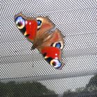 Schmetterling_2