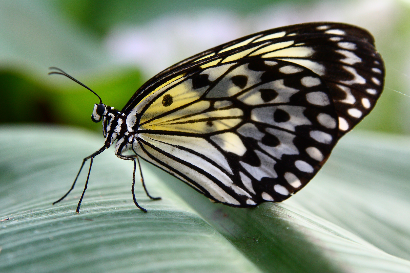 Schmetterling2