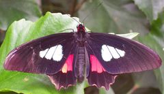 Schmetterling2