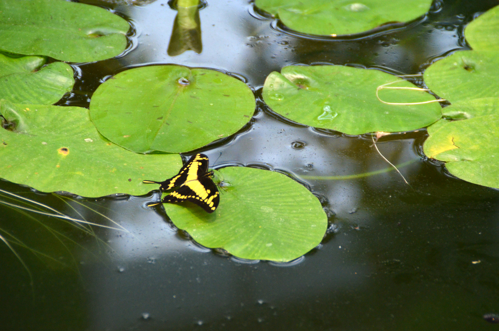 Schmetterling2