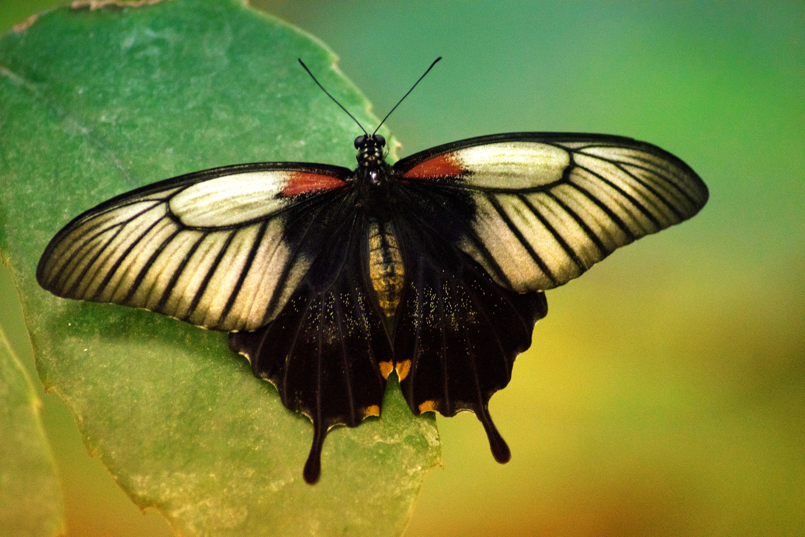 Schmetterling2