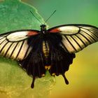 Schmetterling2