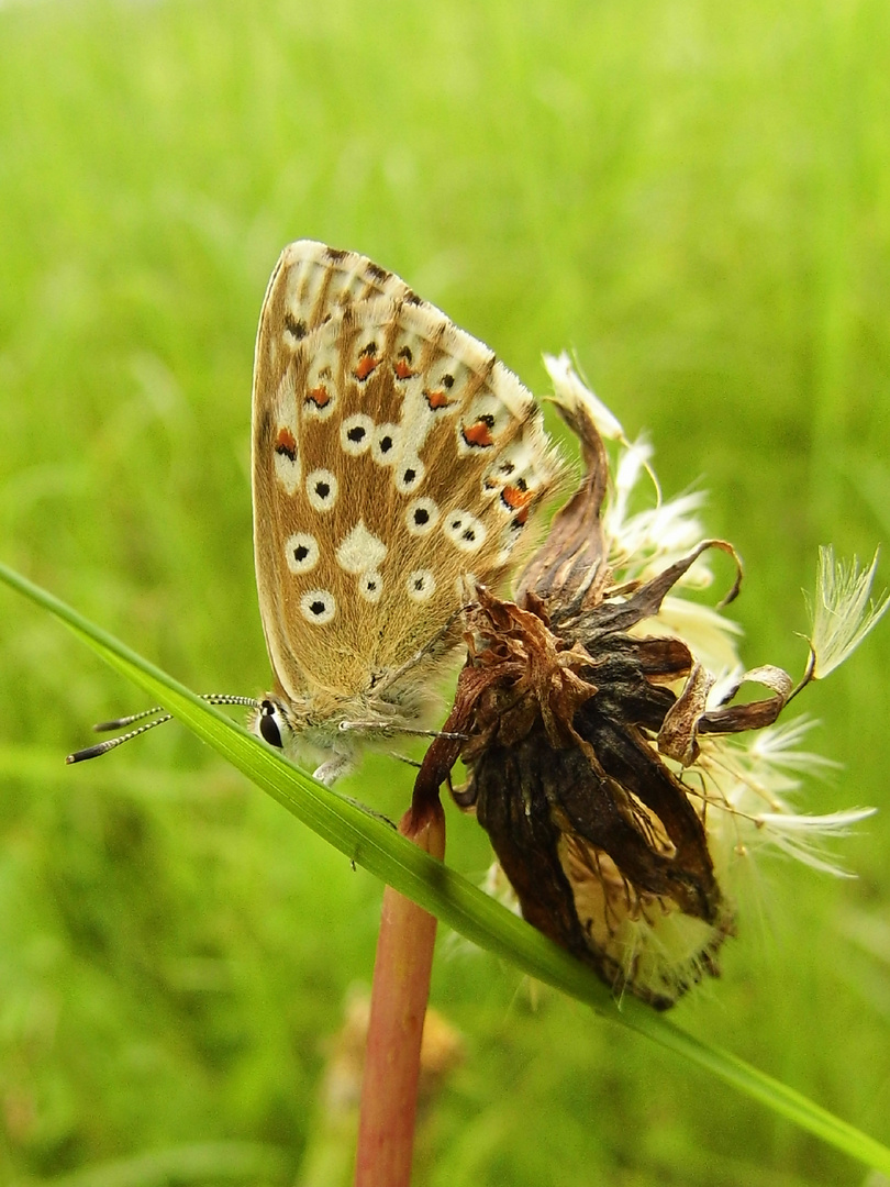 Schmetterling2