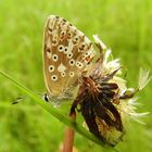 Schmetterling2