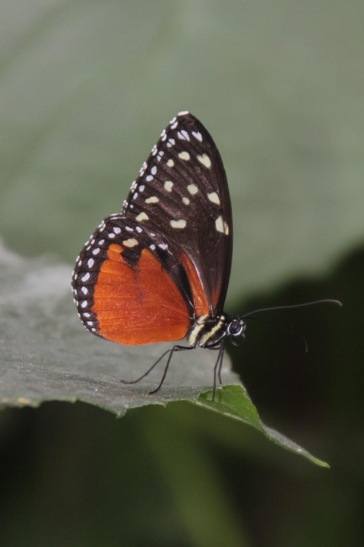 Schmetterling2