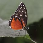 Schmetterling2