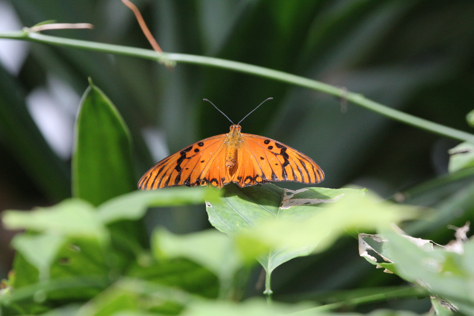 Schmetterling2