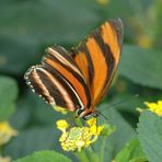 Schmetterling_2