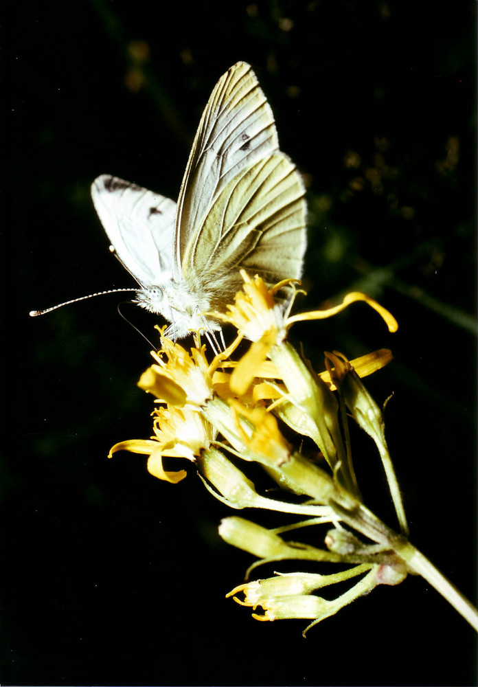 Schmetterling2