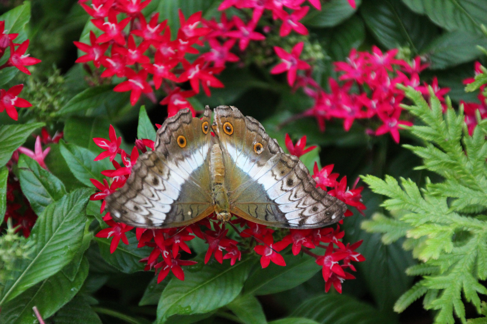 Schmetterling2