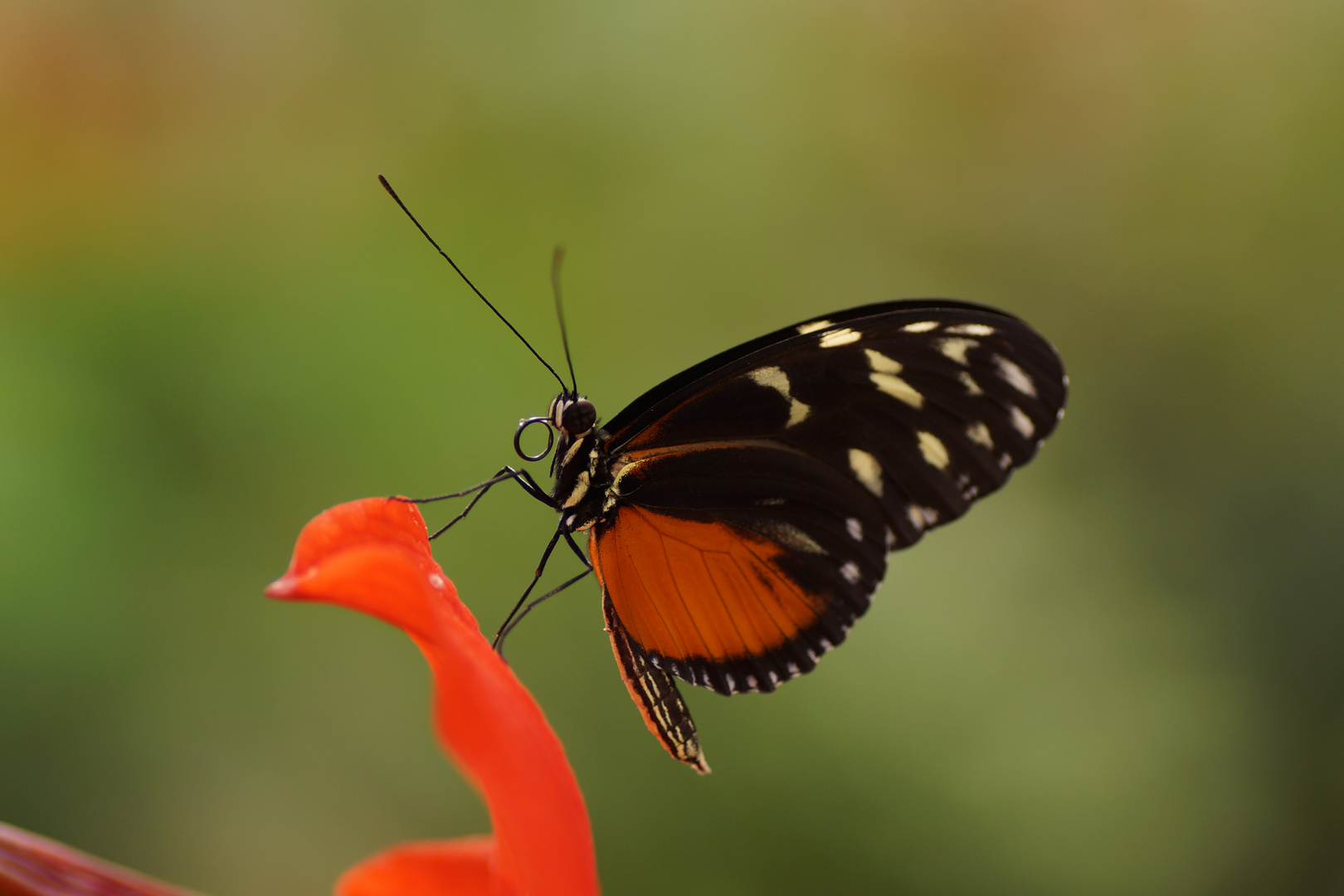 Schmetterling2