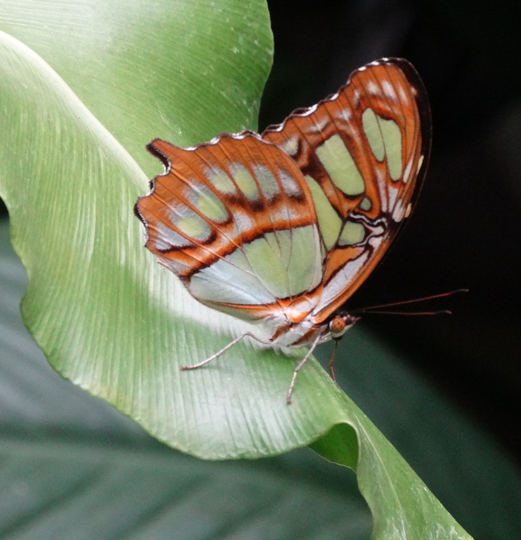 Schmetterling2