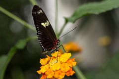 Schmetterling2