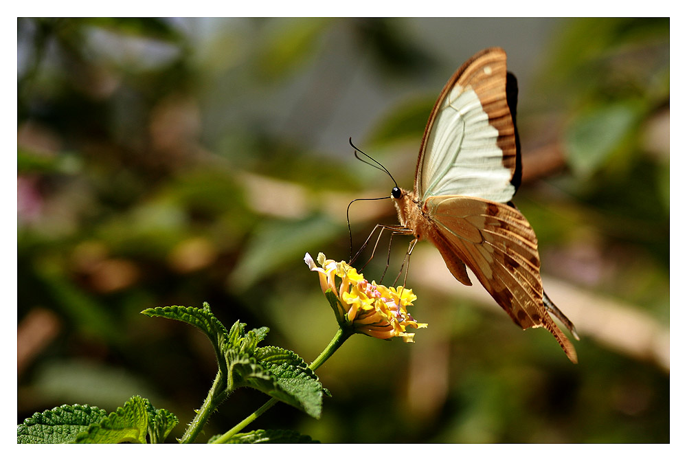 Schmetterling2