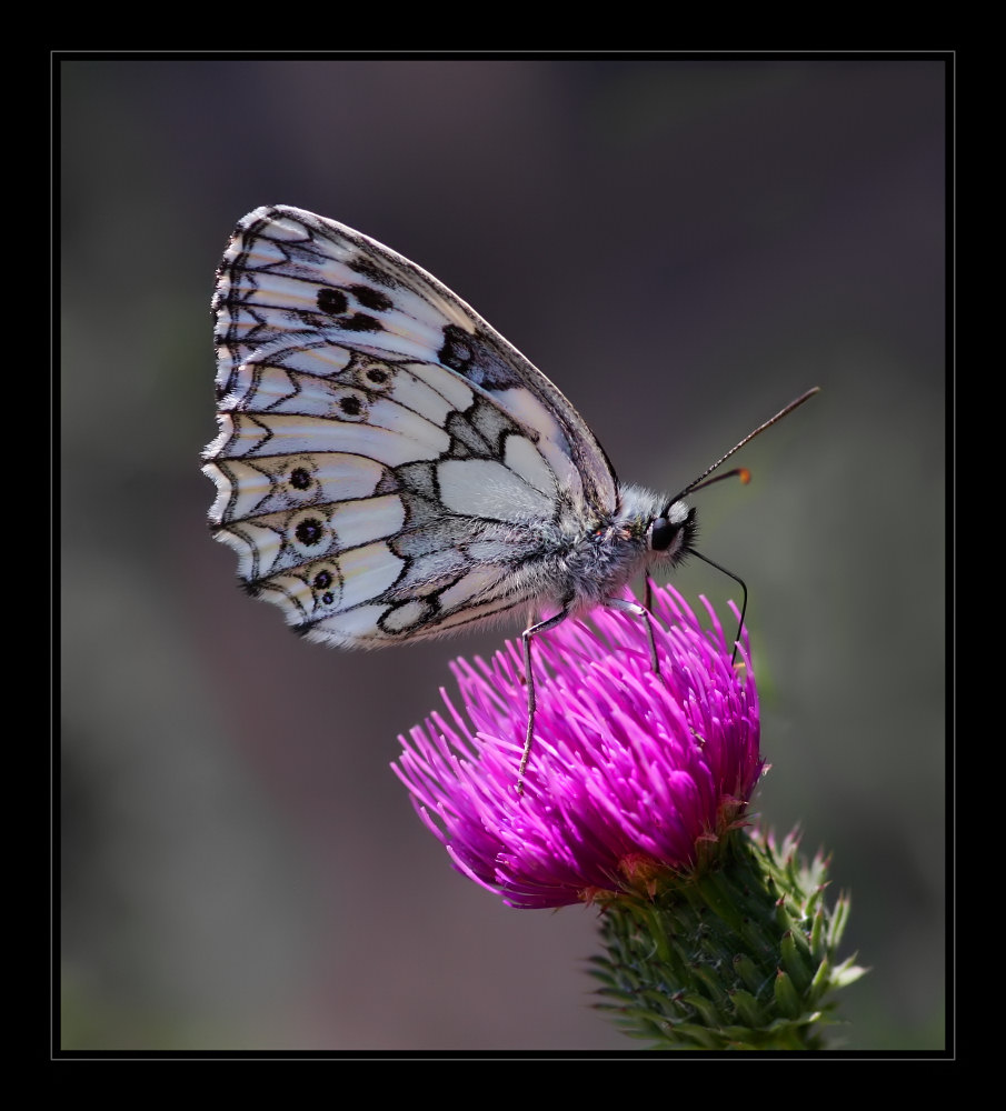 Schmetterling2