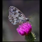 Schmetterling2