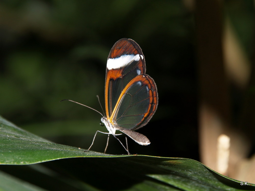 Schmetterling2