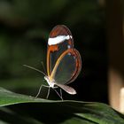 Schmetterling2