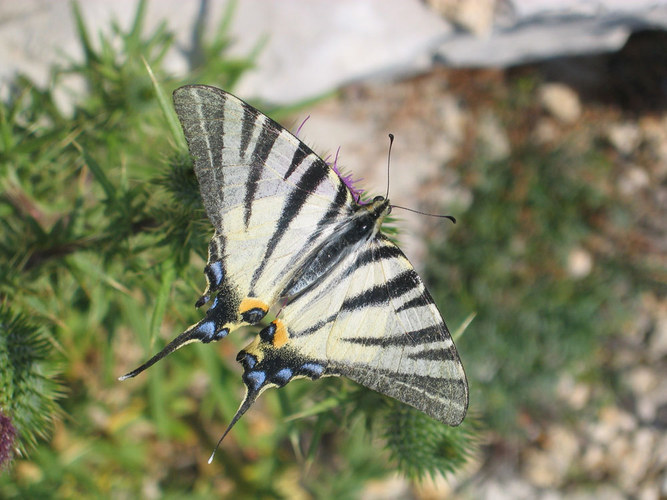 Schmetterling2