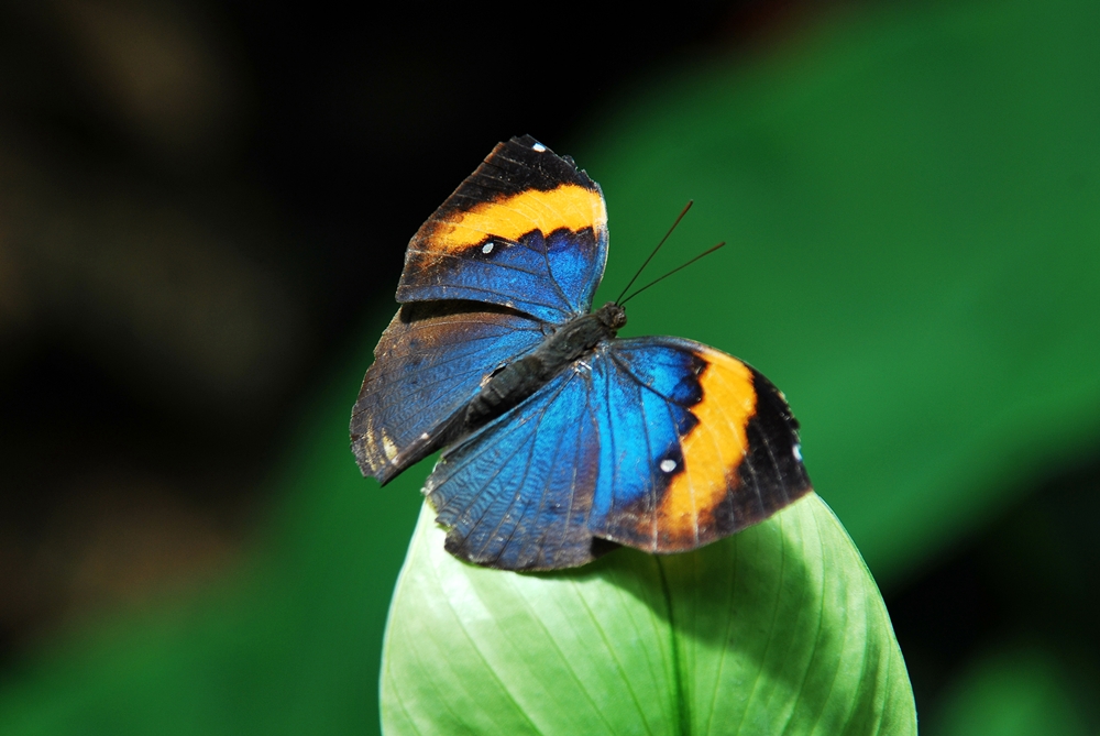 Schmetterling2