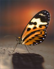 schmetterling_2