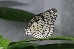 Schmetterling_2