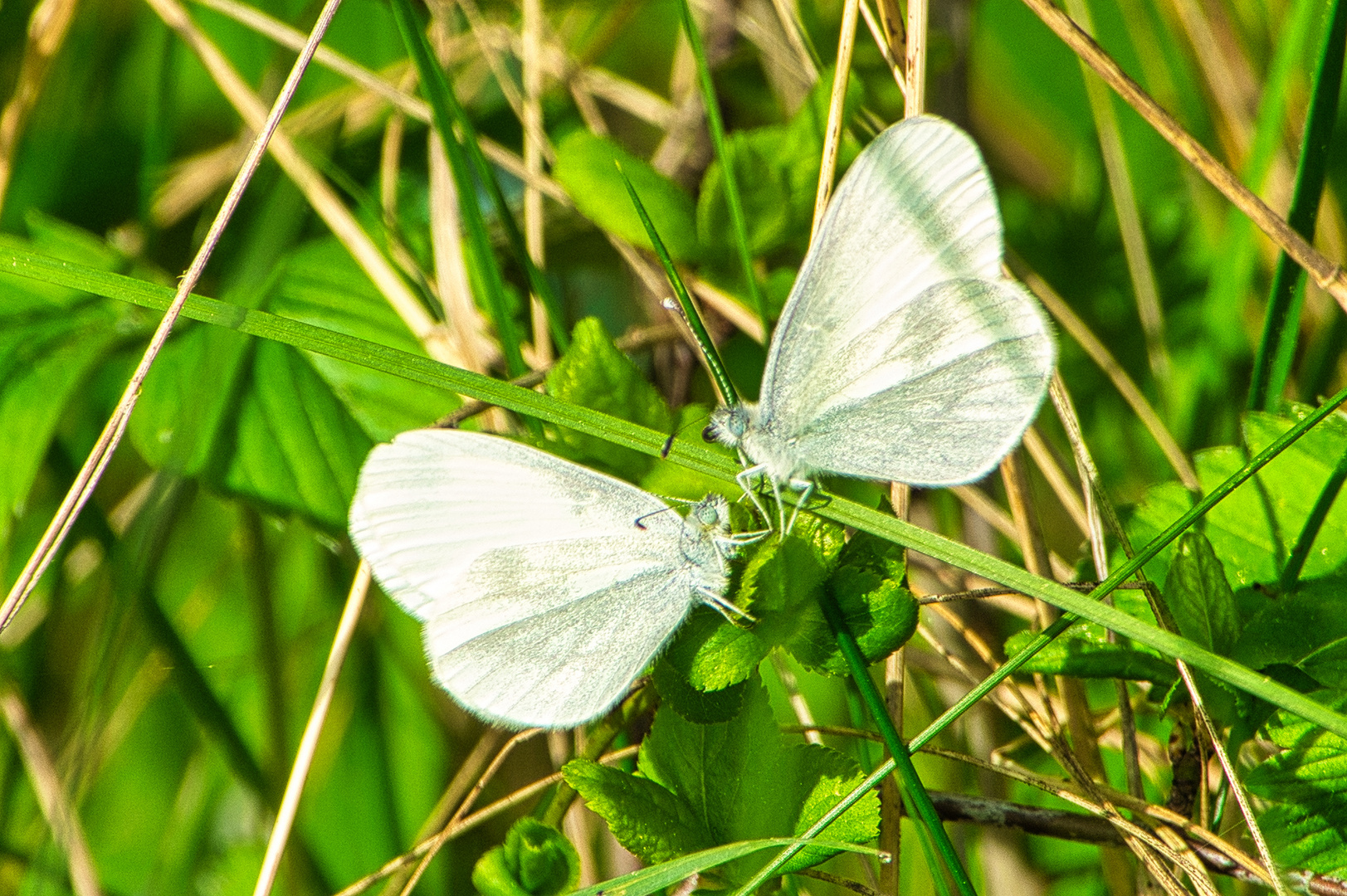 Schmetterling2024009