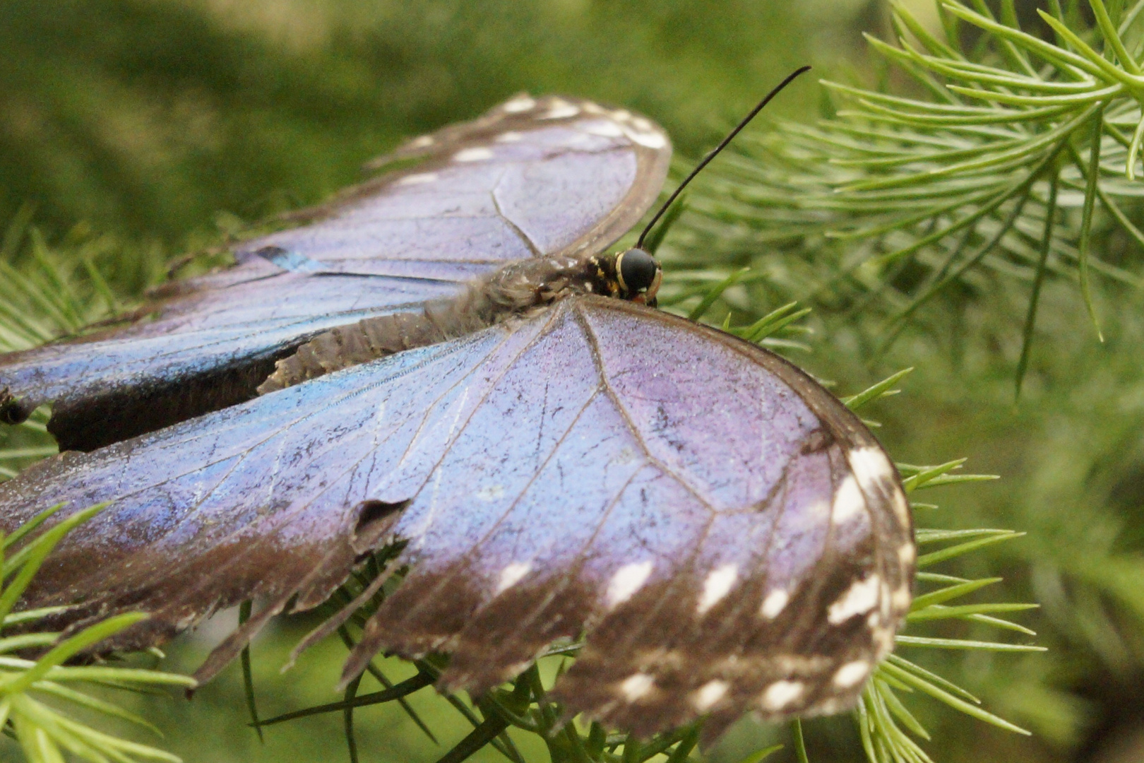 Schmetterling3