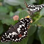 Schmetterling_3