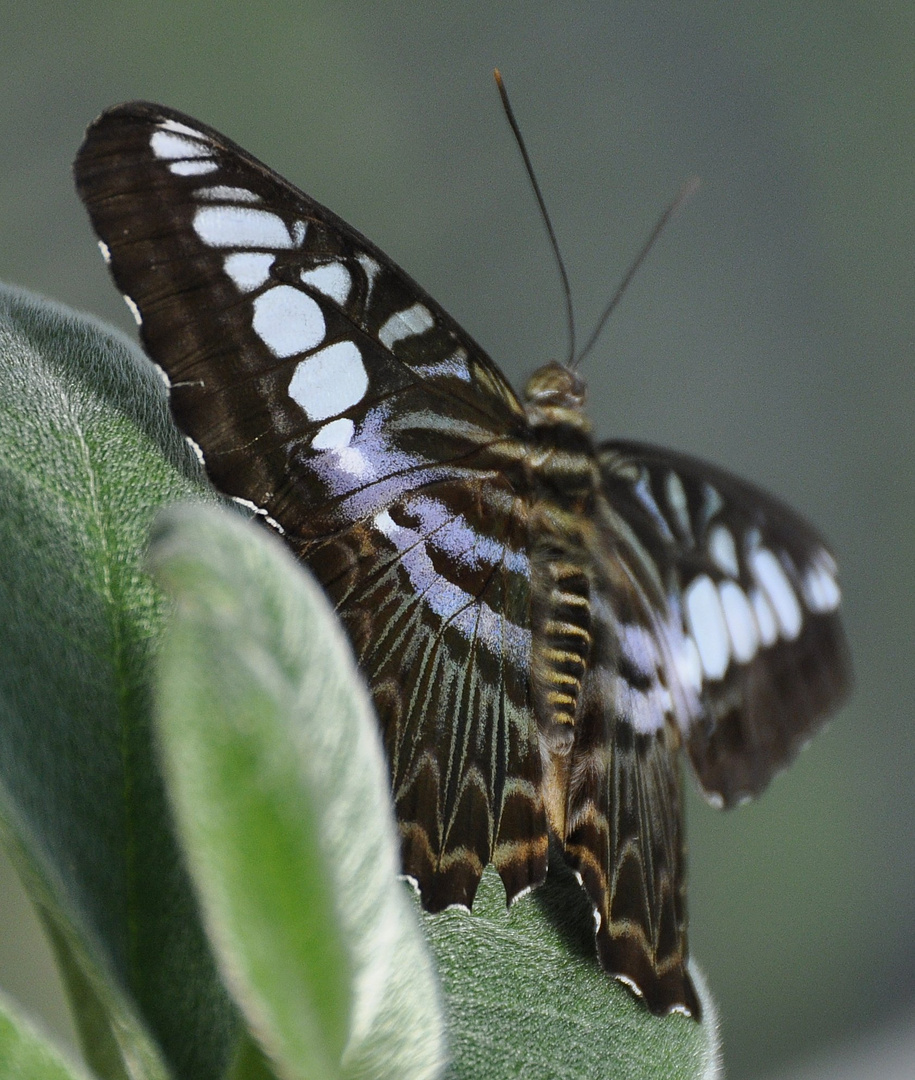 Schmetterling3