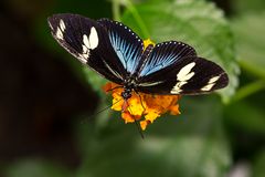 Schmetterling3