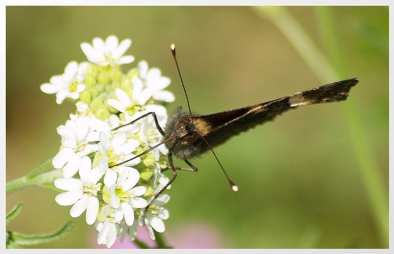 Schmetterling(3)