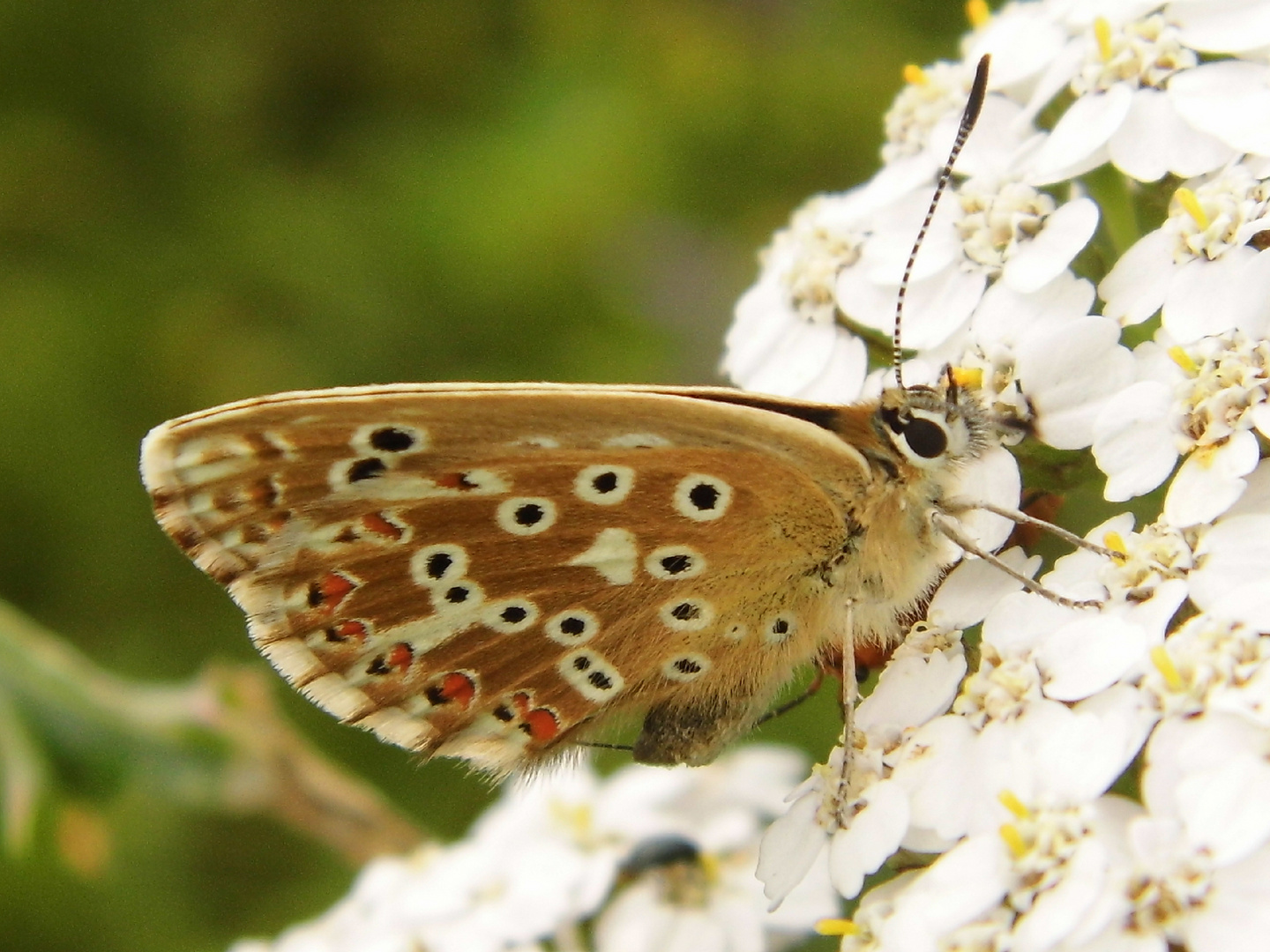 Schmetterling3