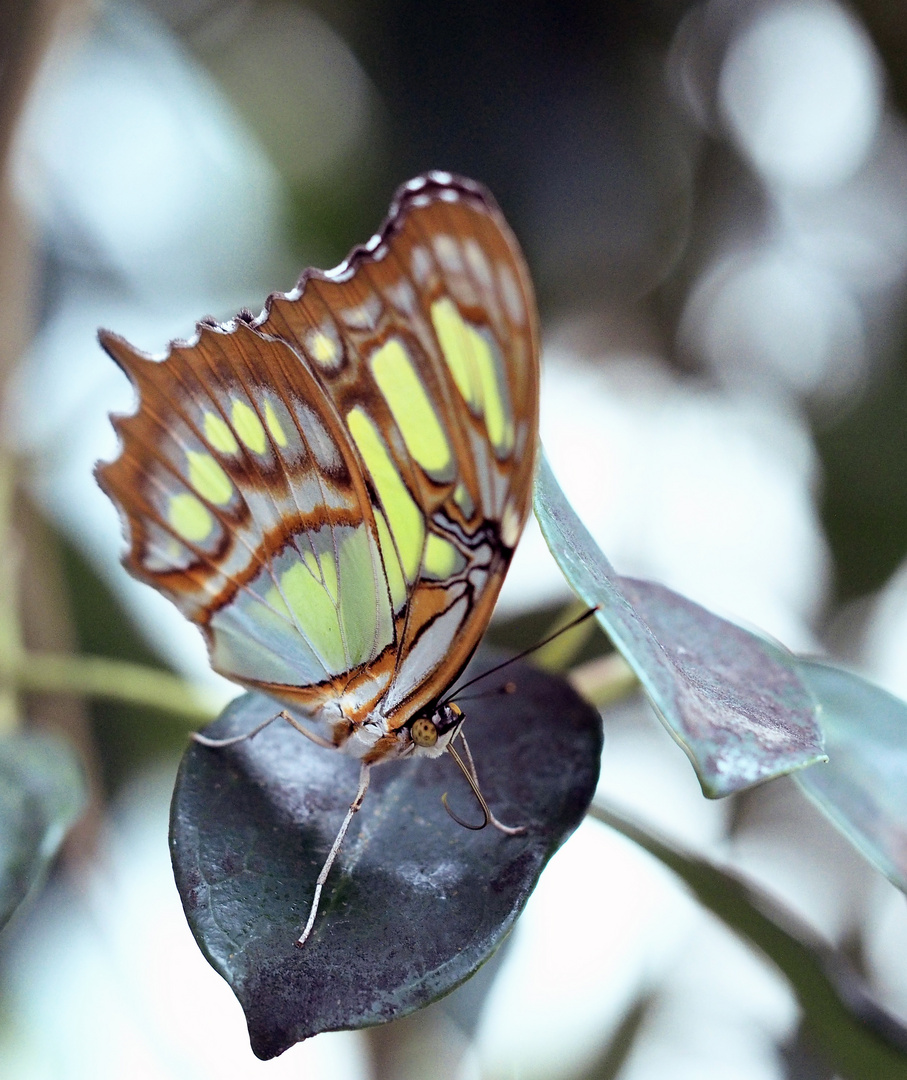 Schmetterling3