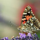 Schmetterling3