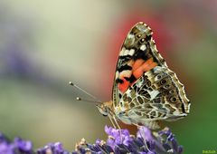 Schmetterling3