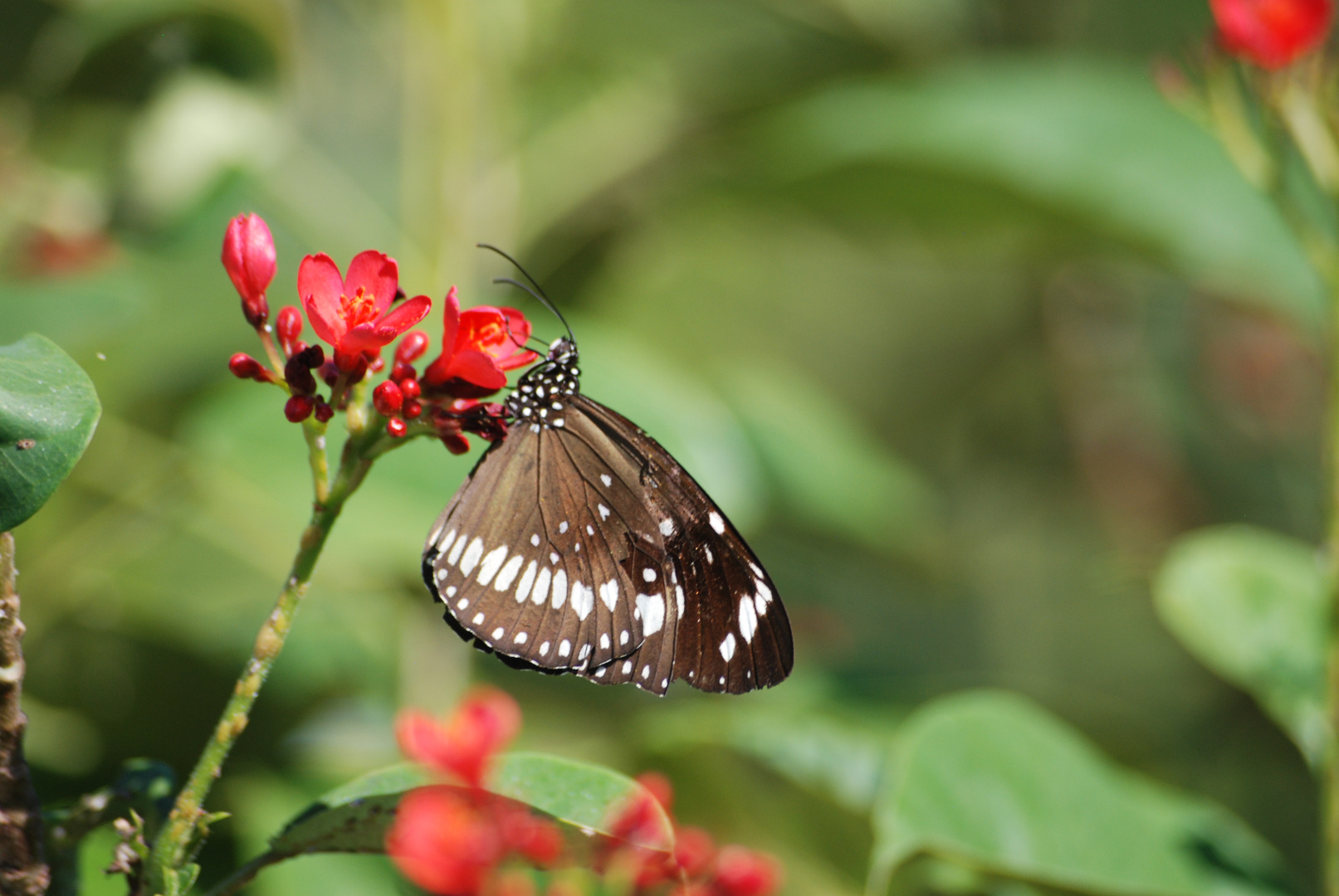 Schmetterling3