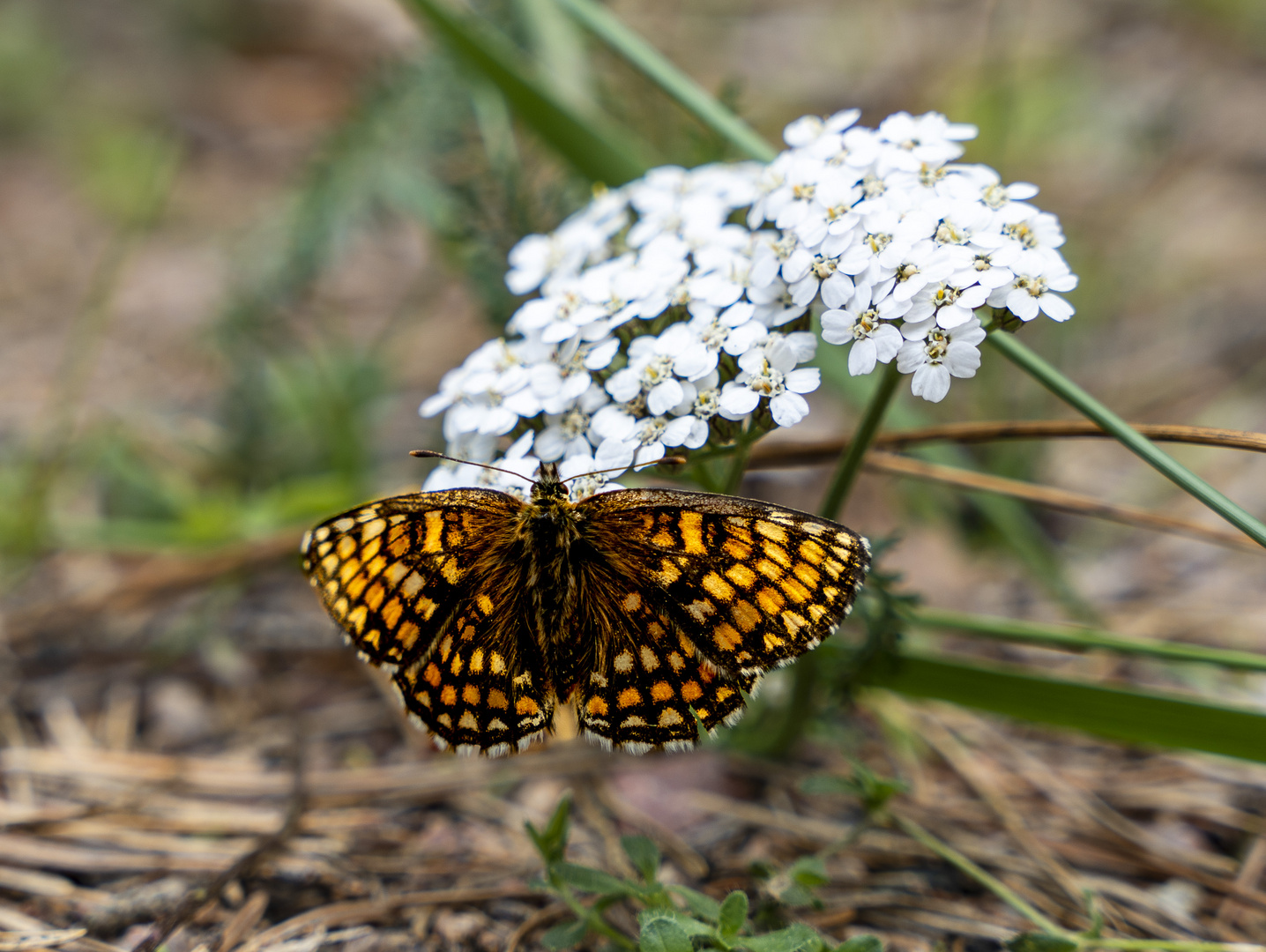 Schmetterling3