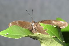 Schmetterling_4