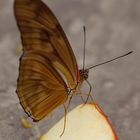 Schmetterling4