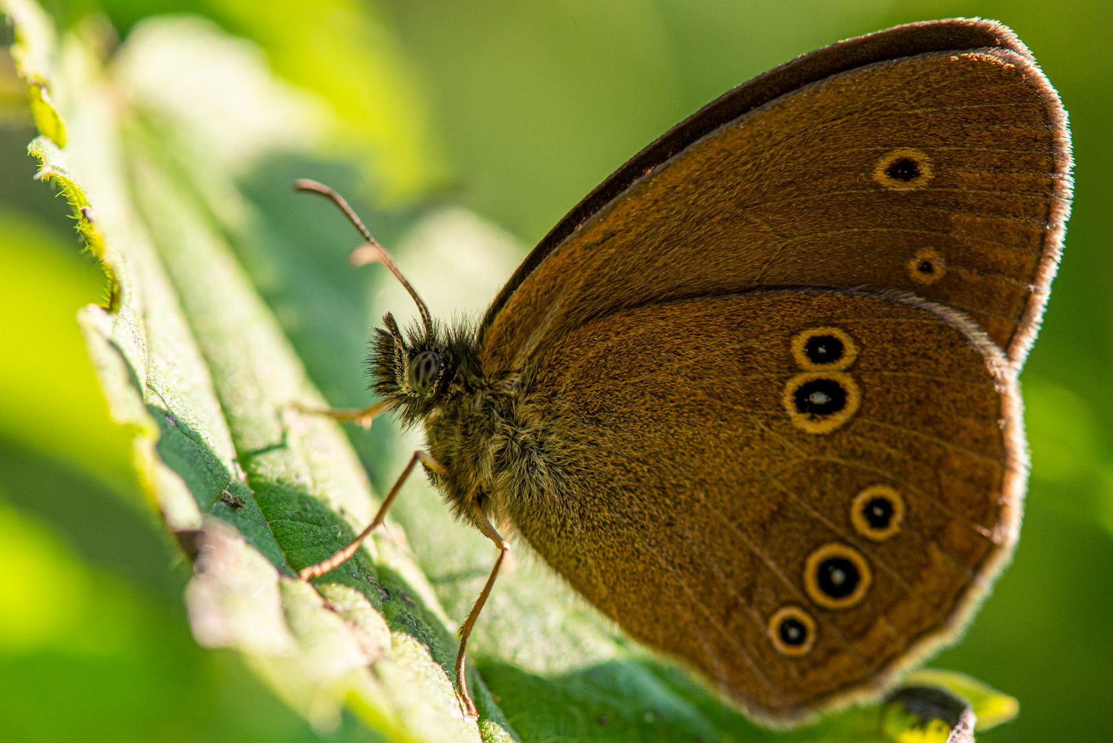 Schmetterling_4