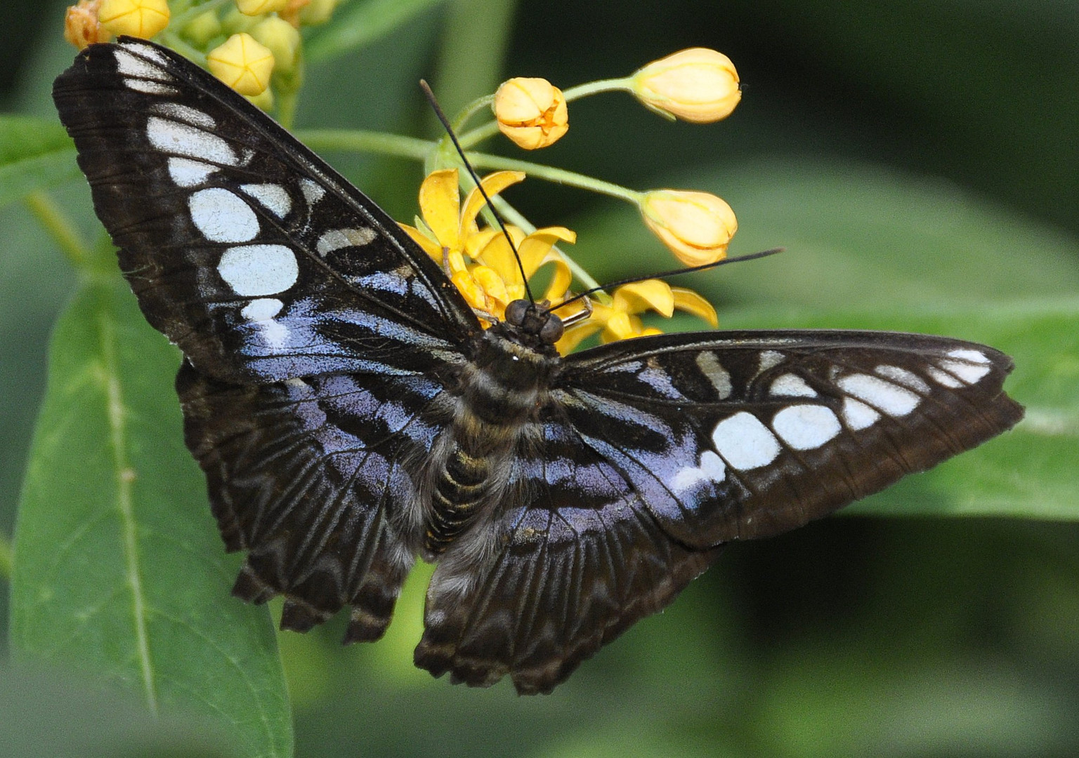 Schmetterling4