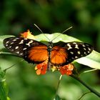 Schmetterling4