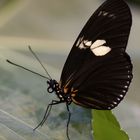 Schmetterling_4