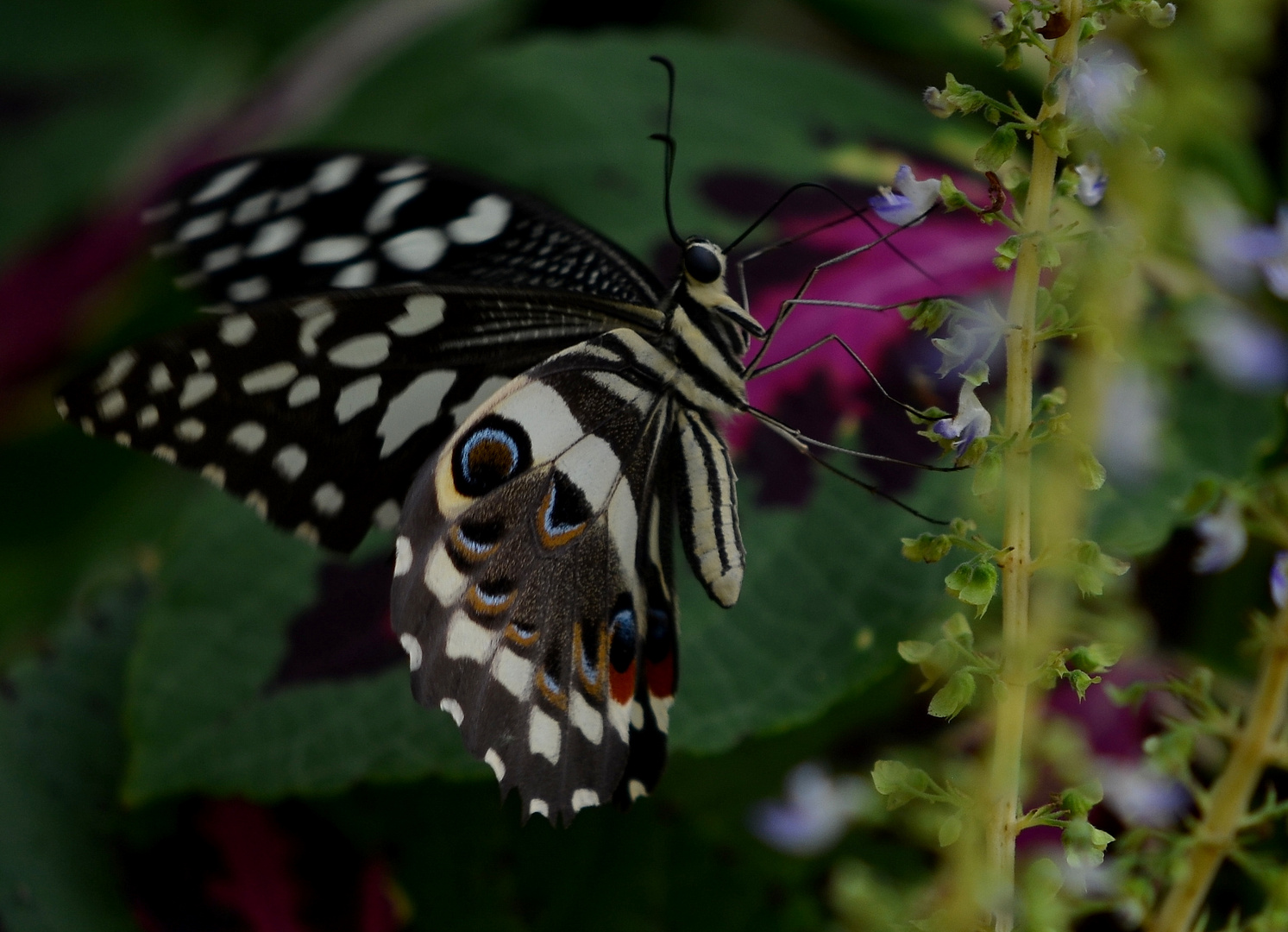 Schmetterling4