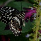 Schmetterling4