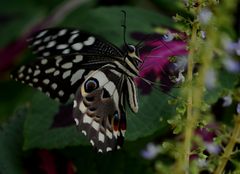 Schmetterling4