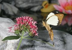 Schmetterling_5