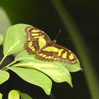 Schmetterling5