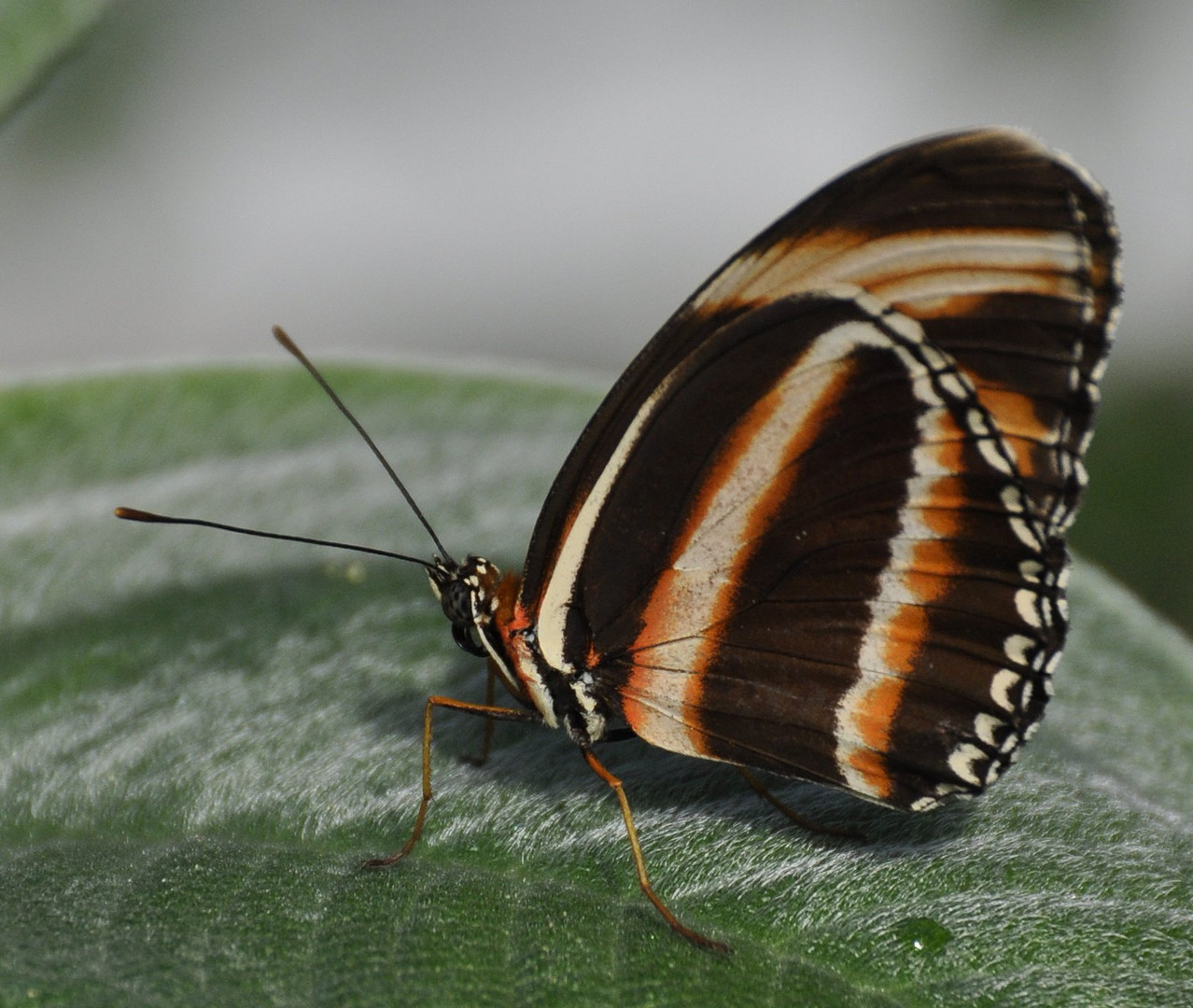 Schmetterling5